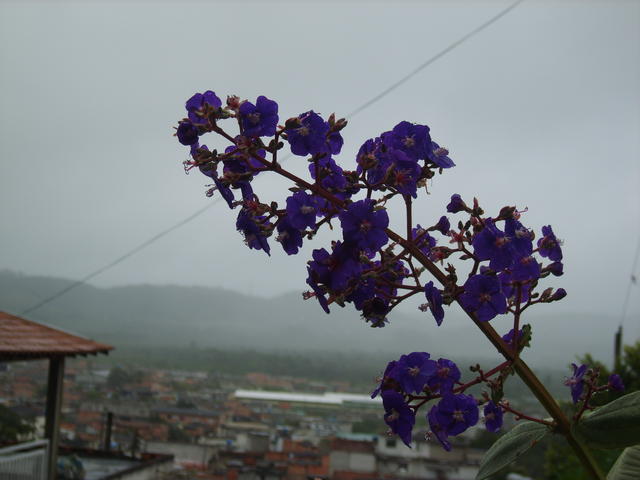 FLOR S8300556
