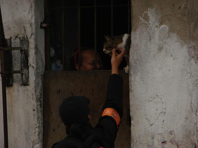 Gato