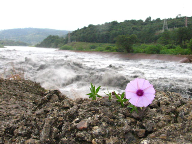 Flor no Lodo