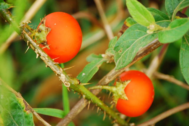 Fruto de cor