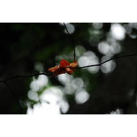 Uma flor que não caiu