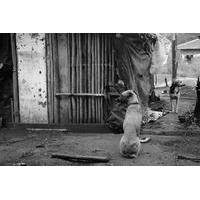 Cães