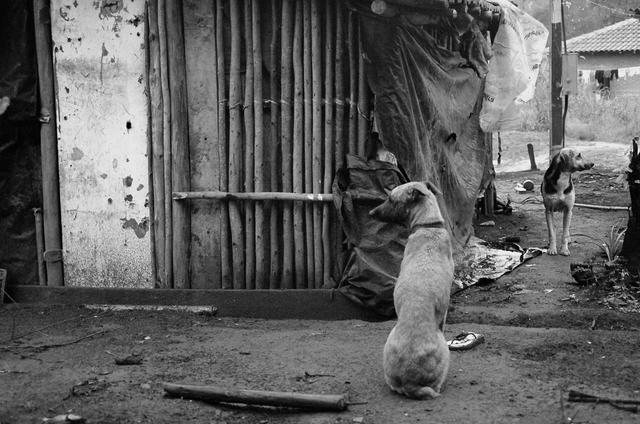 Cães