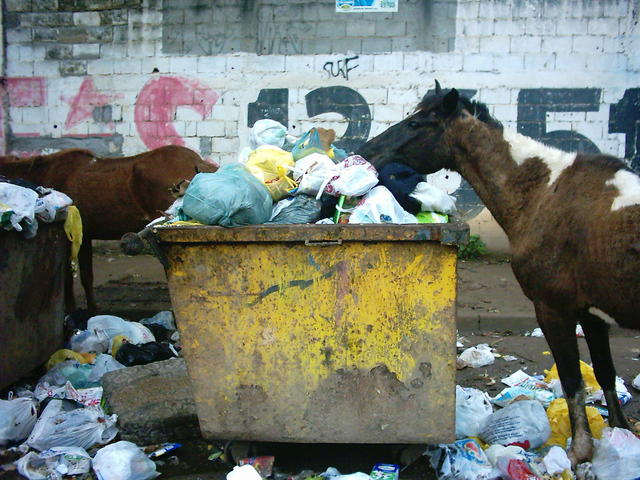 Comida Reciclada