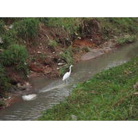 Parelherios Ribeirão Caulim Poluído. A Vida Se Adapta