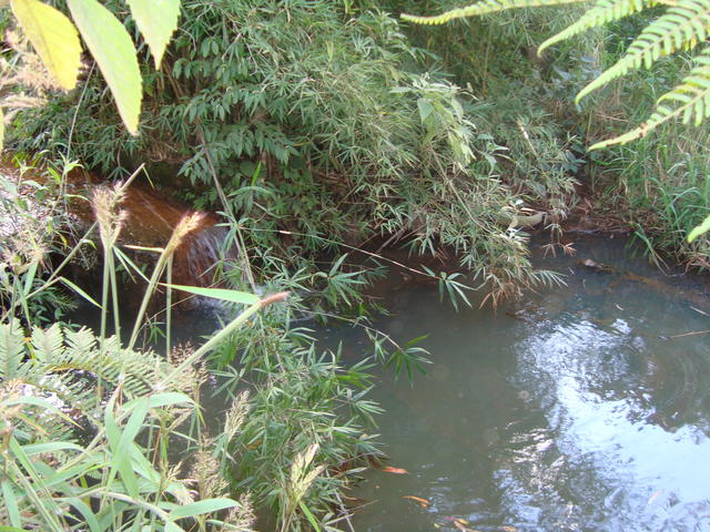 Nascente de Água Límpa