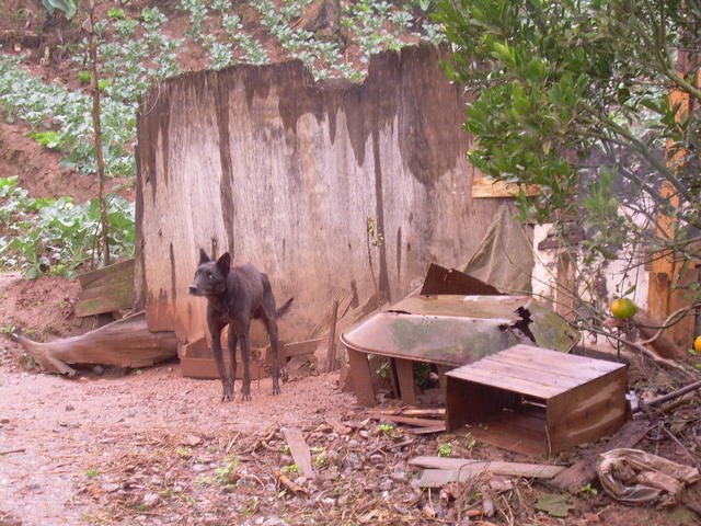 cão de guarda em propriedade de Taquacetuba