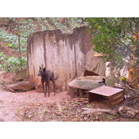 cão de guarda em propriedade de Taquacetuba