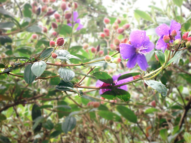 Água do Céu