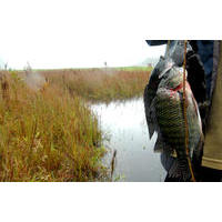 Pesca livre