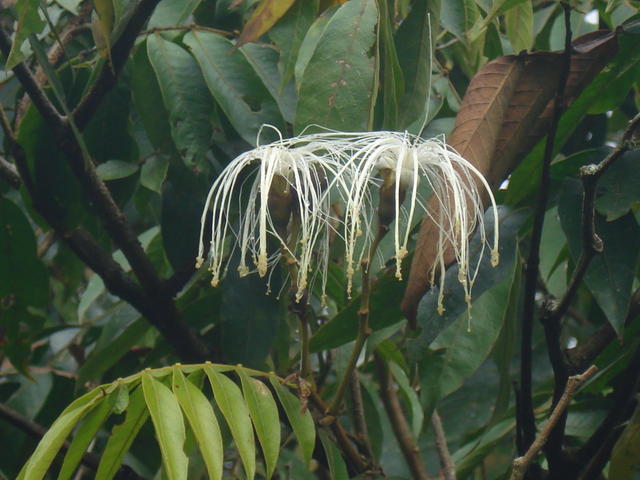 detalhe II