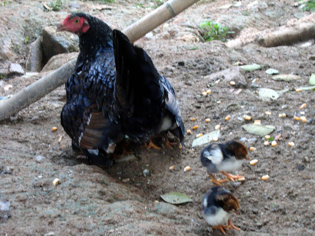 Familia Aquecida