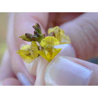 utricularia foliosa