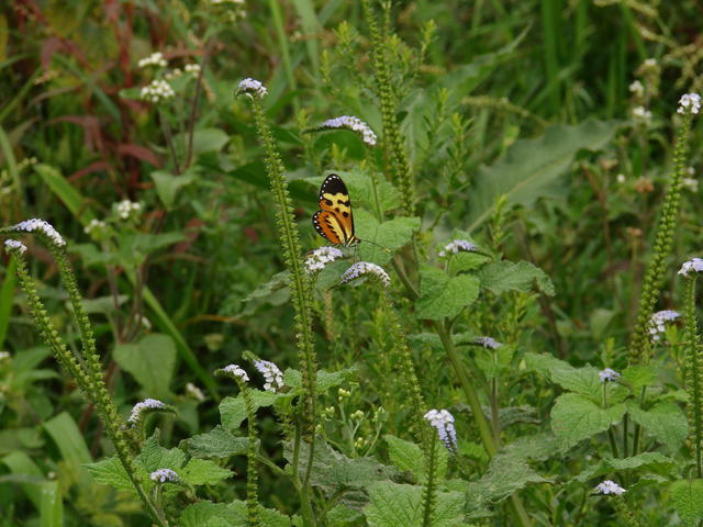 Borboleta Monarca em Heliotropium sp.