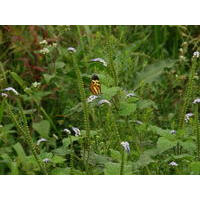 Borboleta Monarca em Heliotropium sp.