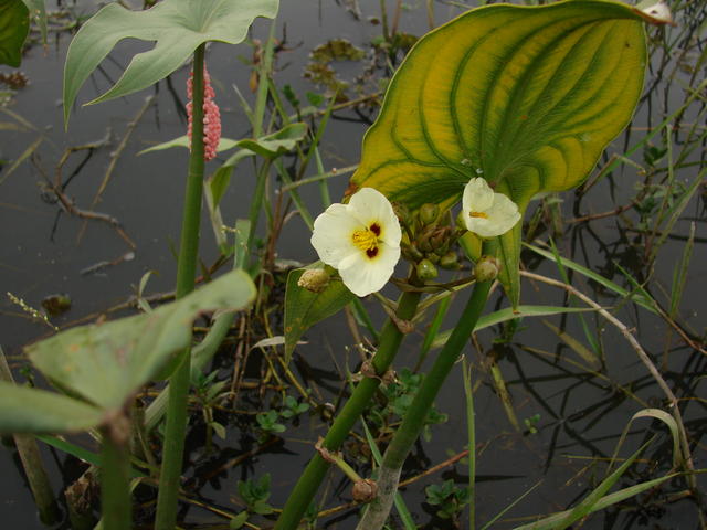 Sagitaria motevidensis