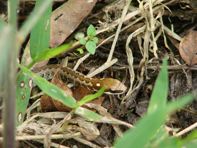 Serpente na Guarapiranga