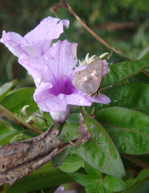 Bioindicadora
