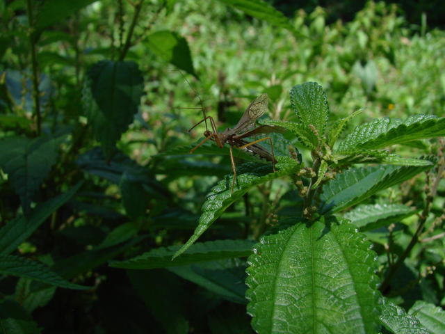 Inseto em Urticaceae