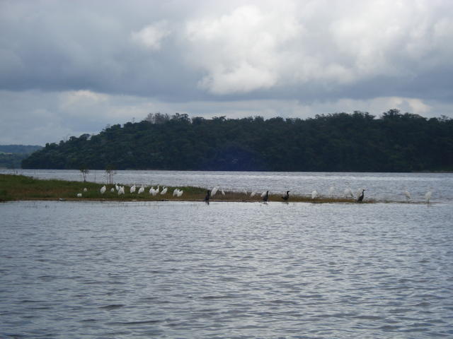 Aves na Guarapiranga