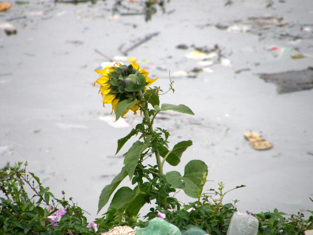 gira-rio: nem tudo são flores
