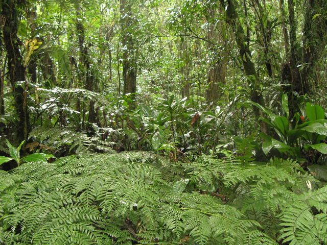 mata atlântica em paranapiacaba