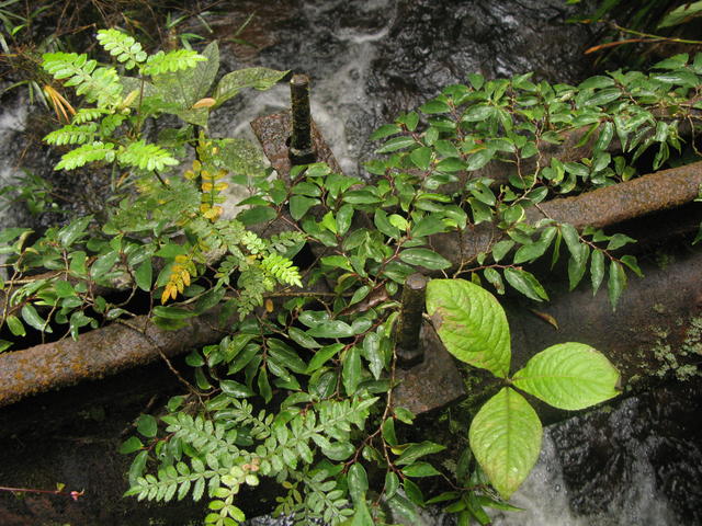 folhagem, rio e duto