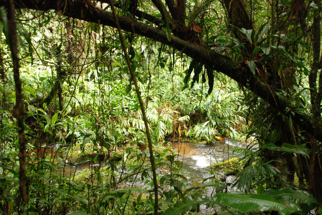 Parque Natural Municipal Nascentes de Paranapiacaba