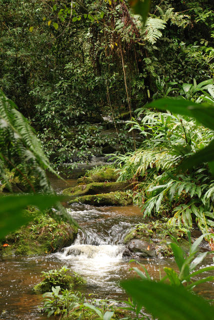 Parque Natural Municipal Nascentes de Paranapiacaba