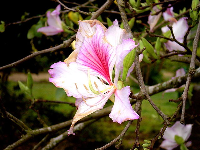 Florescerá.