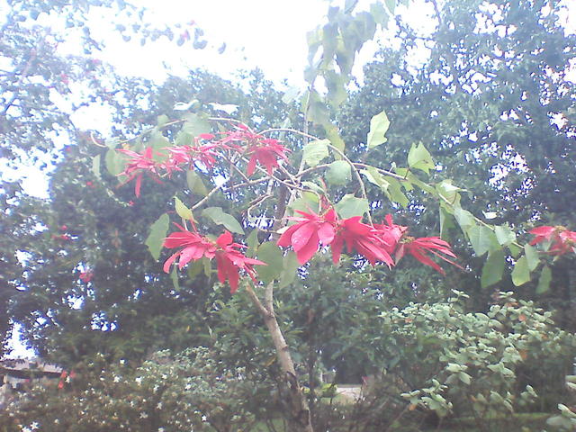A beleza da natureza