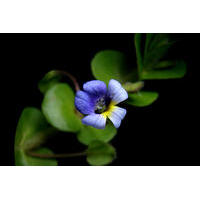 Bacopa lanigera