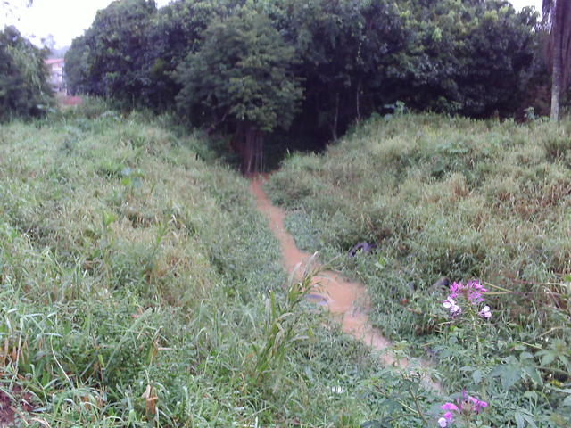Flores em meio a poluição