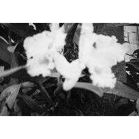 Grupo Um Certo Olhar