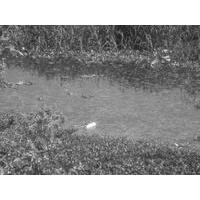 Edmilson Araujo Silva