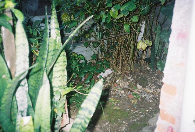 Nossas plantas