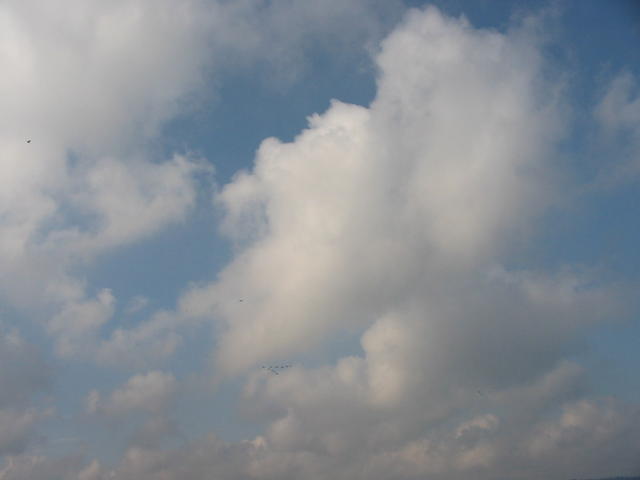 Pássaros no céu da Guarapiranga