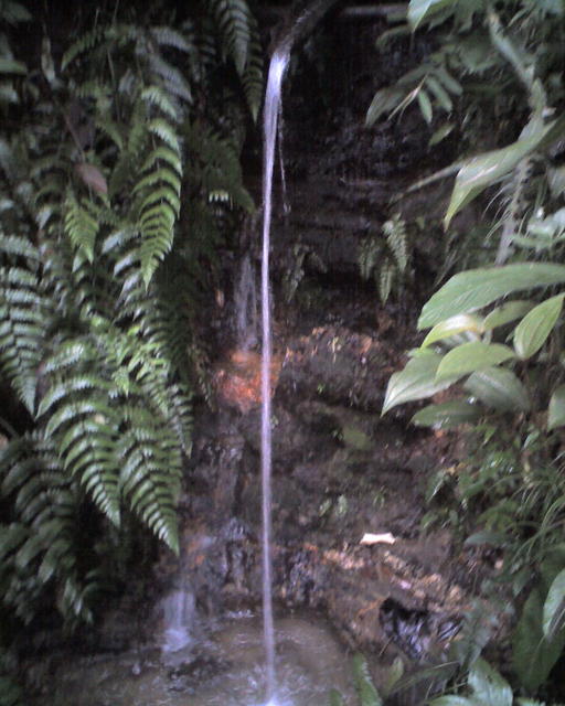 Família0242