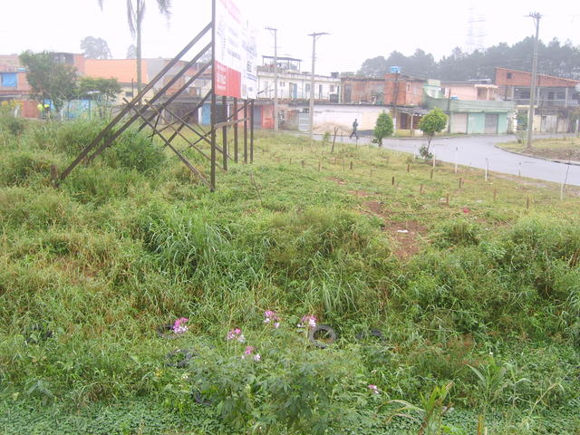 Mata ciliar