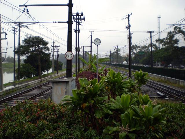 Esperança verde