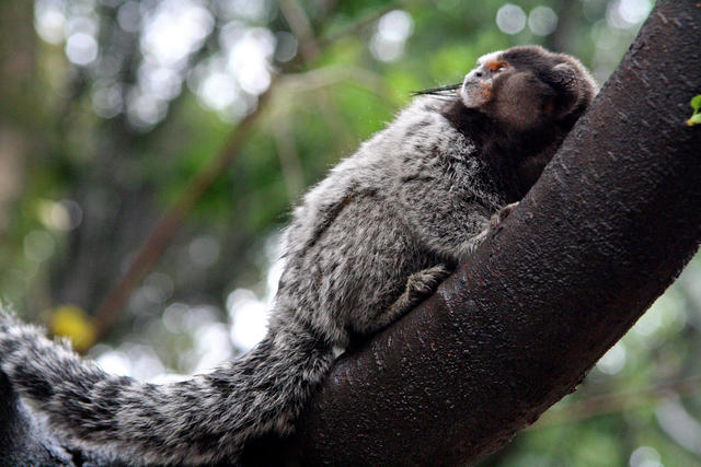 macaco