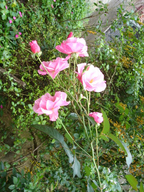 DSC01812