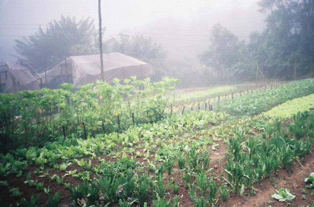 f4ses_joao-02.jpg