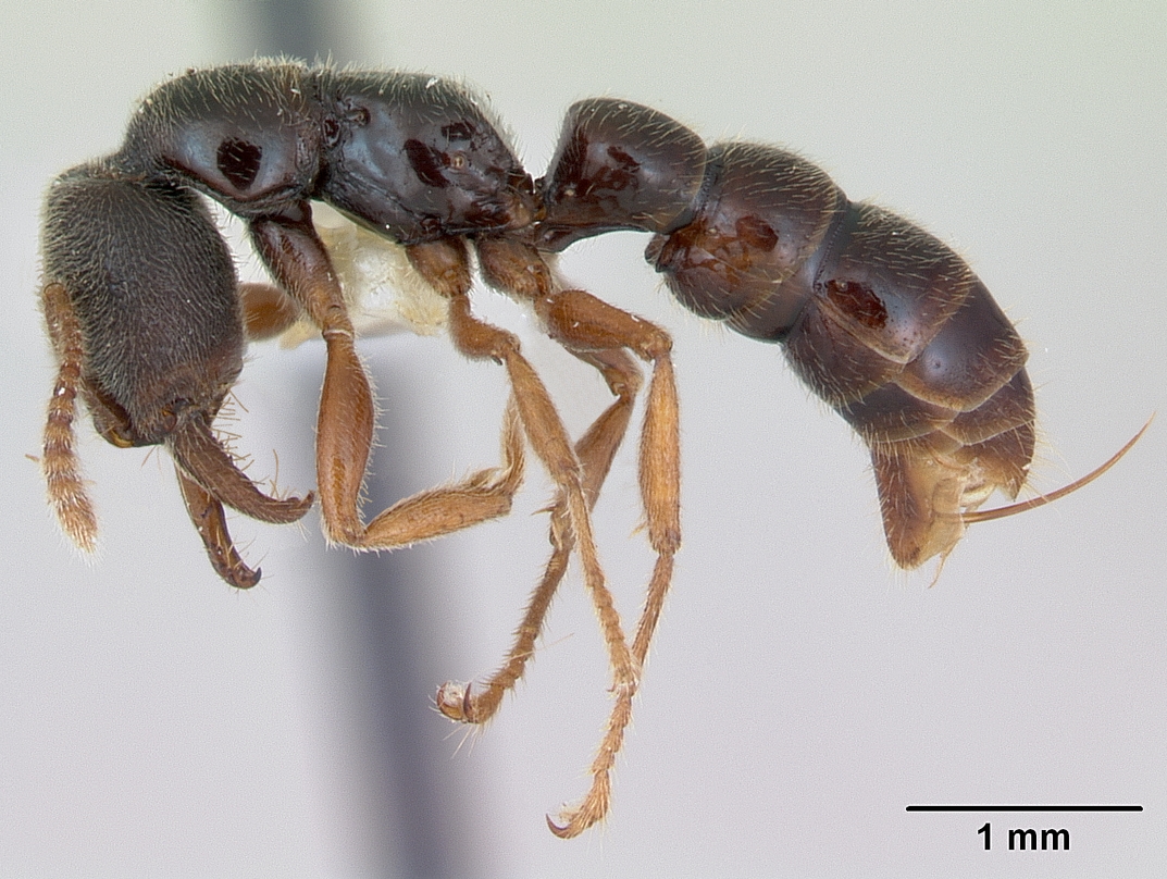 Amblyopone mystriops.jpg