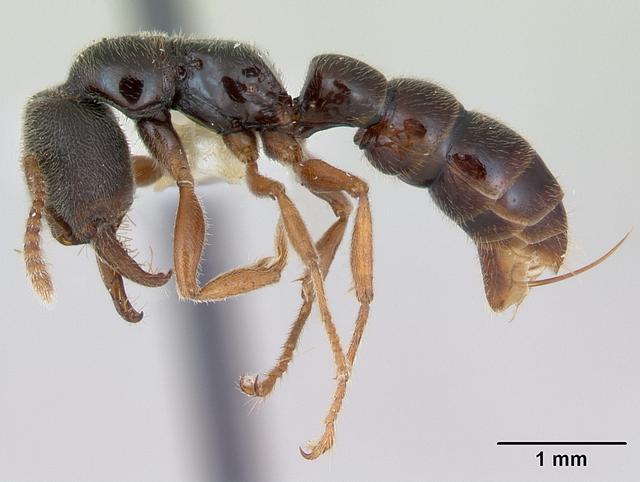 Amblyopone mystriops.jpg