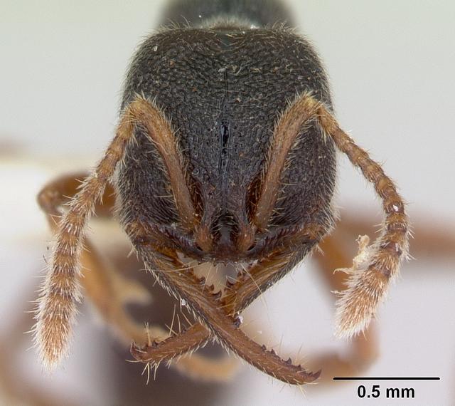 Amblyopone mystriops_1.jpg
