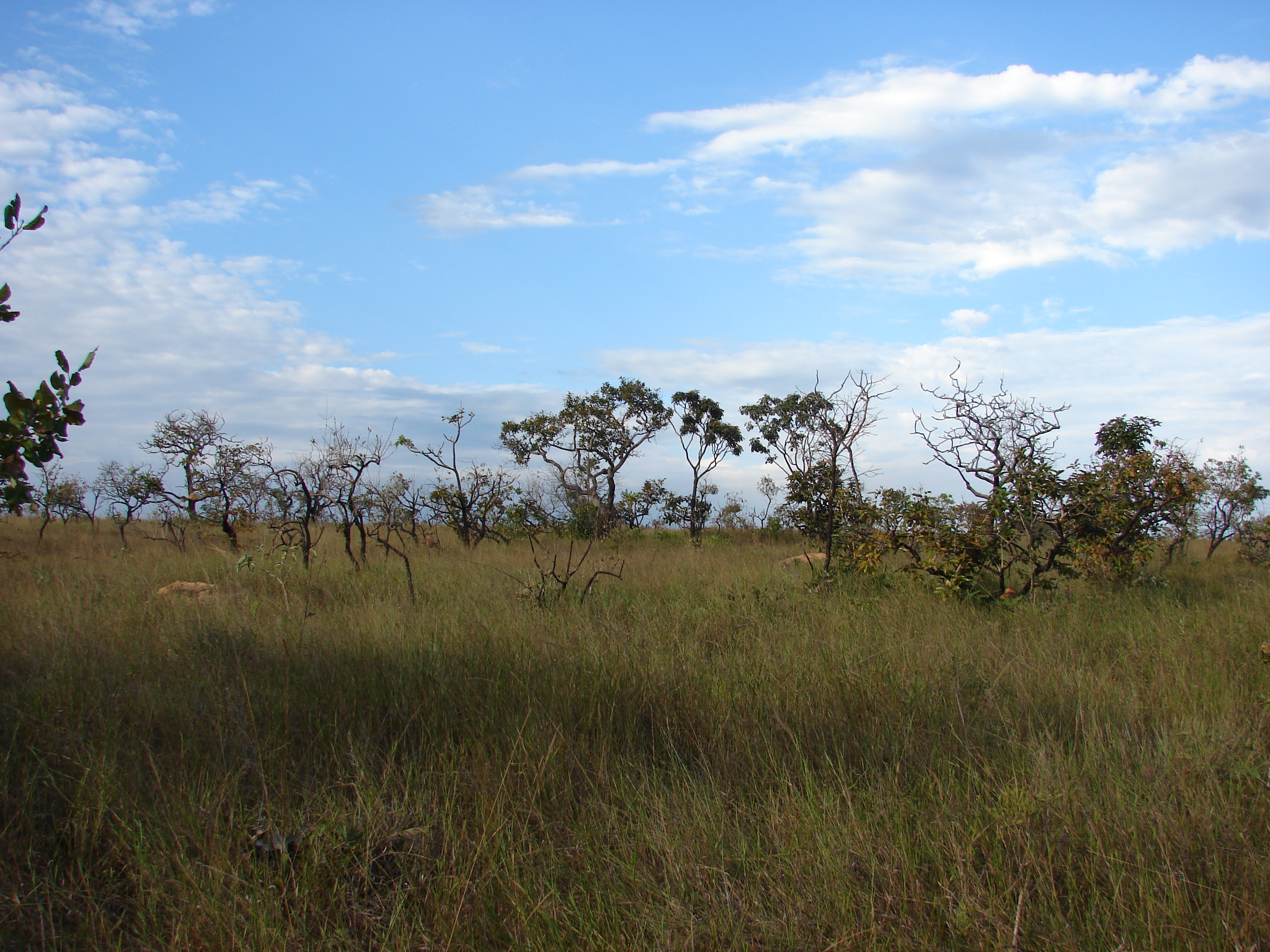 Cerrado (ralo).JPG