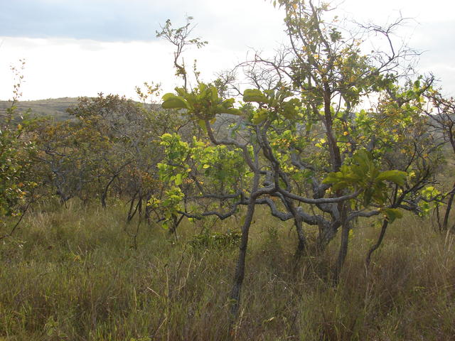 Cerrado (sstricto).JPG