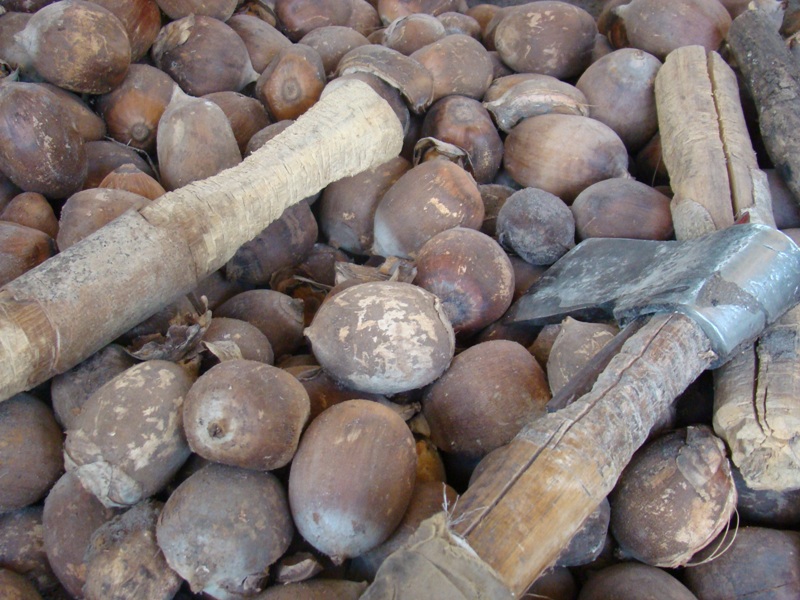 quebrando o coco.JPG