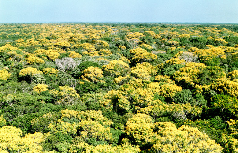 EE Caracarai(RR).jpg